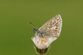 The side view of a Brown Augus Butterfly, Aricia agestis , perched on a daisy flower. Royalty Free Stock Photo