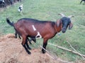 side view of brown goat, with blue identification chain