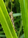 SIDE VIEW OF A BROWN GRASSHOPPER PERCHED BEHIND A GREEN LEAF