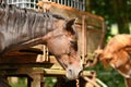 Side view of brown horse bothered by flies Royalty Free Stock Photo