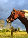 Side view of a brown horse with straight hair in a field Royalty Free Stock Photo