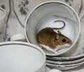 Side view of a brown house mouse with a curly tail in a tea cup. The dishes in the background are blue and white. Royalty Free Stock Photo