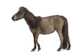 Miniature poney walking on white background Royalty Free Stock Photo