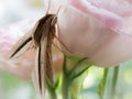 Side View of The Brown Moth on Lily Flower Royalty Free Stock Photo