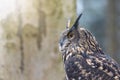 Side view of brown owl closeup Royalty Free Stock Photo
