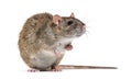Side view of a brown rat facing at the camera On its hind legs Royalty Free Stock Photo