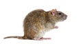 Side view of a brown rat On its hind legs, Rattus norvegicus