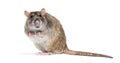 Side view of a brown rat looking at the camera On its hind legs Royalty Free Stock Photo