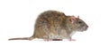 Side view of a brown rat, Rattus norvegicus, isolated Royalty Free Stock Photo