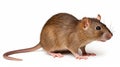 Side view of a brown rat, Rattus norvegicus, isolated. generative ai