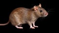 Side view of a brown rat, Rattus norvegicus, isolated. generative ai