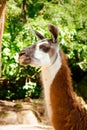 Side-view Of A Brown And White Llama
