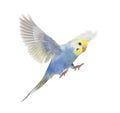 Side view of Budgerigar bird flying,  blue rainbow colloration,isolated on white Royalty Free Stock Photo