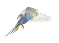 Side view of Budgerigar bird flying,  blue rainbow colloration,isolated on white Royalty Free Stock Photo