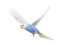 Side view of Budgerigar bird flying,  blue rainbow colloration,isolated on white Royalty Free Stock Photo