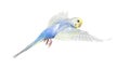 Side view of Budgerigar bird flying,  blue rainbow colloration,isolated on white Royalty Free Stock Photo