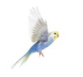 Side view of Budgerigar bird flying,  blue rainbow colloration,isolated on white Royalty Free Stock Photo