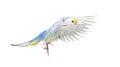 Side view of Budgerigar bird flying,  blue rainbow colloration,isolated on white Royalty Free Stock Photo