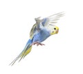 Side view of Budgerigar bird flying