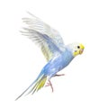 Side view of Budgerigar bird flying