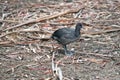 This is a side view of a  budgiecoot chick Royalty Free Stock Photo