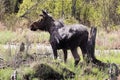 Side view of a bull moose by a swamp