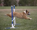 Side view of a bulldog doing an agility jump