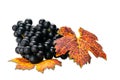 Side view bunch of freshly harvested purple black grapes with colorful leaves Royalty Free Stock Photo