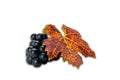 Side view bunch of organic purple black grapes with colorful leaf