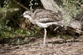 The Bush stone curlew is standing still Royalty Free Stock Photo