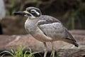 This is a close up of a bush stone curlew Royalty Free Stock Photo