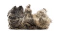 Side view of a Cairn Terrier lying on its back, submissive Royalty Free Stock Photo