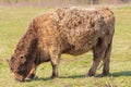 Side view of a calf of a highland cow Royalty Free Stock Photo