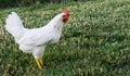 Side view of California White hen pullet Royalty Free Stock Photo