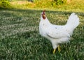 Side view of California White hen pullet