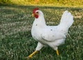 Side view of California White hen pullet