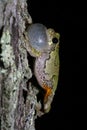 Side view of calling Gray Treefrog at night Royalty Free Stock Photo