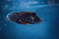 Comet fish in dark blue water. Royalty Free Stock Photo