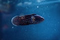 Comet fish in dark blue water. Royalty Free Stock Photo