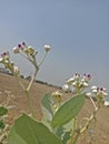 Side view of calotropis procera / apple of sodom plant flowers in open empty field