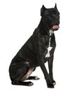 Side view of Cane corso dog, sitting and panting Royalty Free Stock Photo
