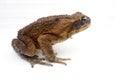 Side view of a Cane Toad on a white background.