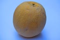 Side view of Cantaloupe Muskmelon fruit of India, yellow orange in color tasty juicy nutritious Close up isolated white background