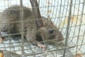 Side View of a Captured Rat in a Humane Wire Trap Royalty Free Stock Photo