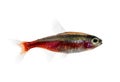 Side view of a cardinal tetra isolated on white