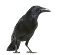 Side view of a Carrion Crow, Corvus corone, isolated Royalty Free Stock Photo