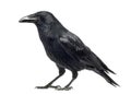 Side view of a Carrion Crow, Corvus corone, isolated Royalty Free Stock Photo