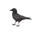 Side view of a Carrion Crow, Corvus corone Royalty Free Stock Photo