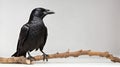 Carrion Crow on white background