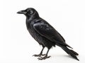 Side view of a Carrion Crow looking Corvus isolated Royalty Free Stock Photo